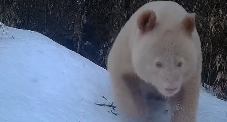панда альбінос