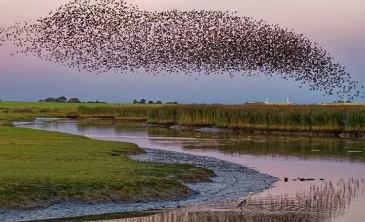 скворцы мурмурация великобритания