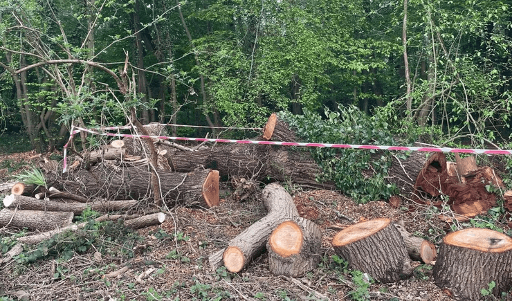 500-летний дуб, срубленное дерево, дерево за 1 млн фунтов, туристическая достопримечательность, городской совет, люди в ярости, древний дуб, срубили дерево