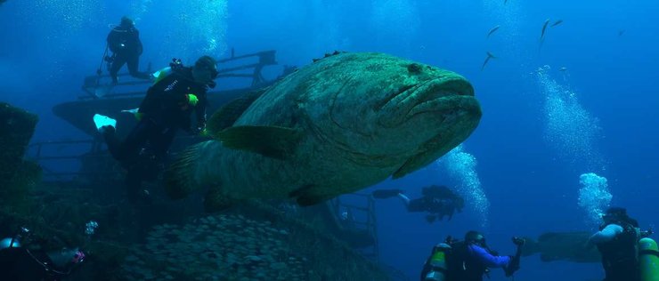 Гигантский групер