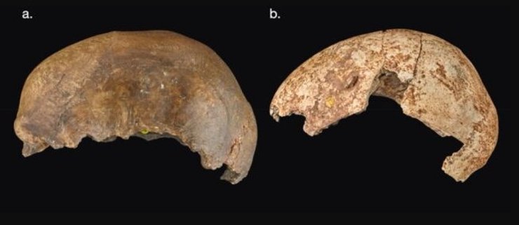 череп останки