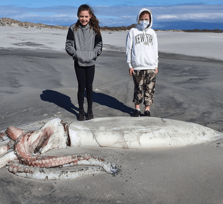Гигантский кальмар, Гигантский кальмар фото, фото гигантский кальмар, гигантский кальмар размеры,