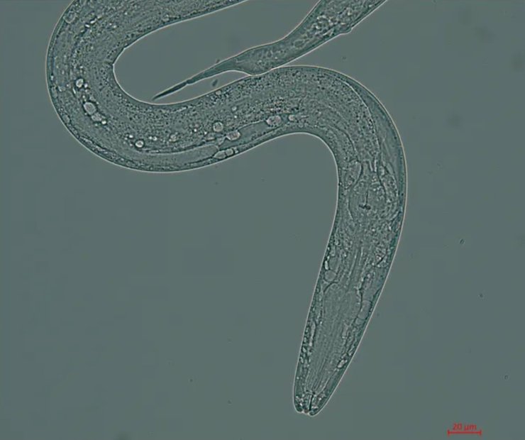 круглые черви