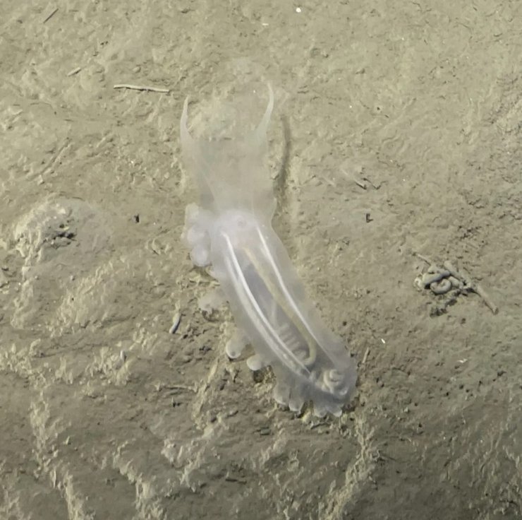 Тихий океан глубоководные морские существа Тихий океан глубоководные морские существа