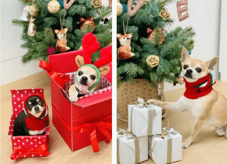 чихуахуа, собаки, елка