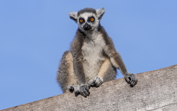 фото, лемур