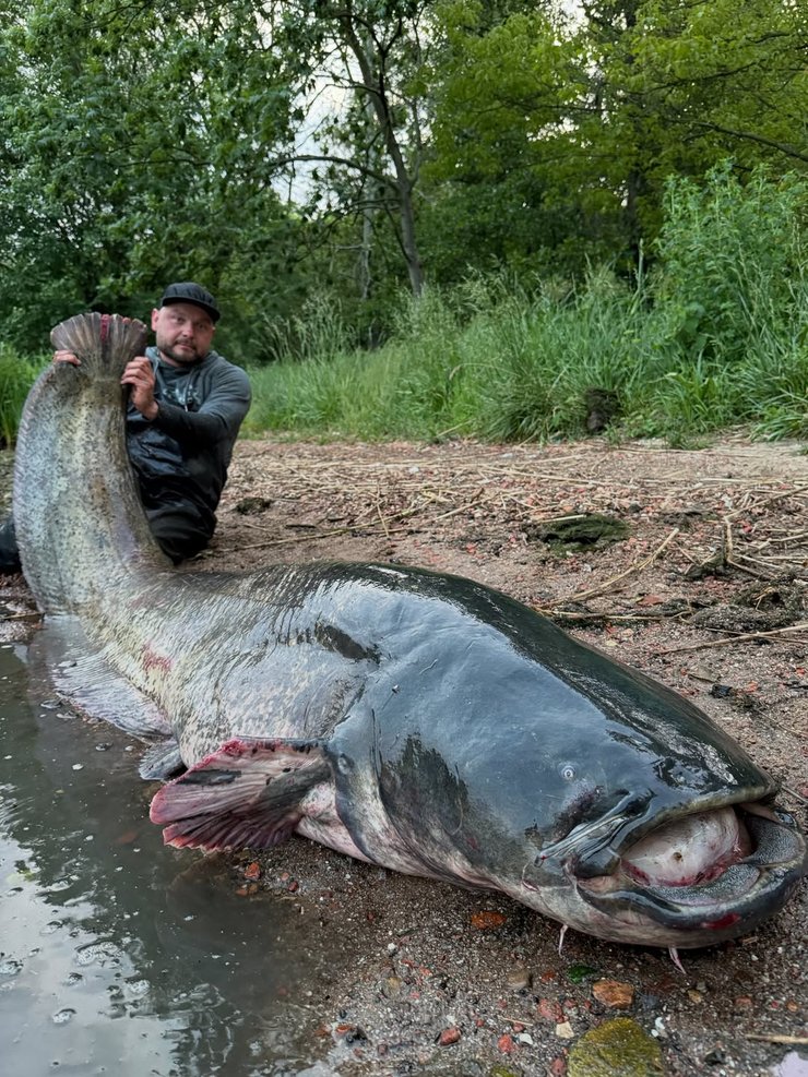 Поляк упіймав гігантського сома у річні Одри