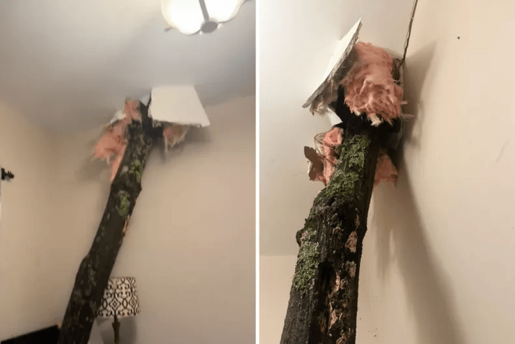 Дерево пробило дах, будинок, торнадо, сильний вітер, дерево закинуло на дах, дерево в будинку, дерево впало на дах, вітер вирвав дерево