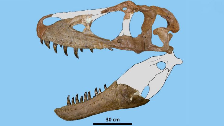 динозавр, скам'янілість