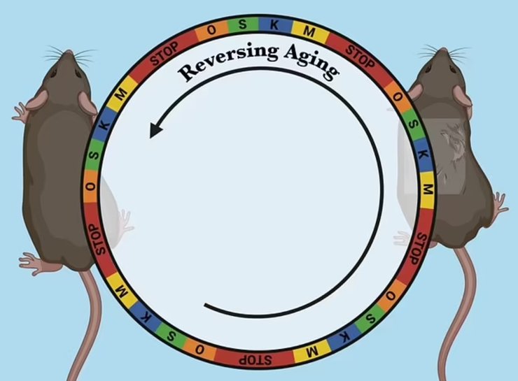омоложение, мыши, люди