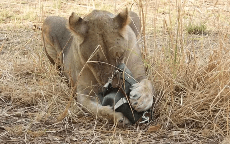 Львы украли сумку во время сафари, сафари, дизайнерская сумочка, дорогая сумка, модные вещи, львы украли вещи, дикие животные
