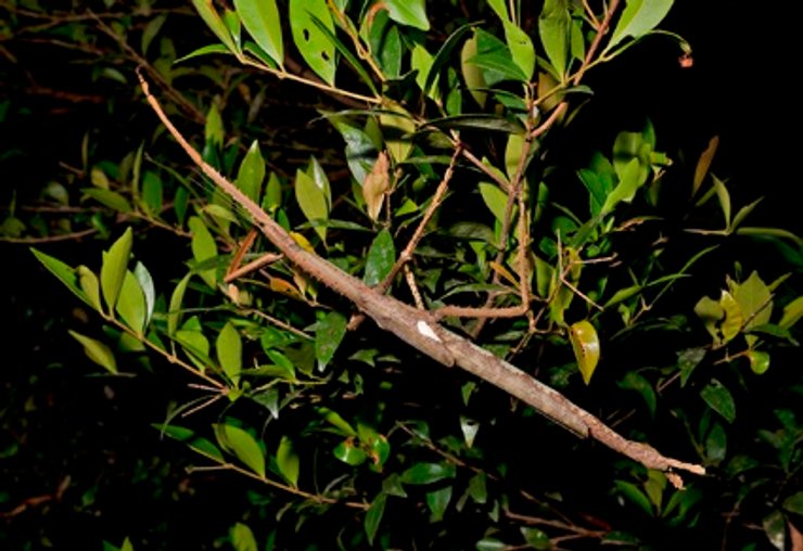 Acrophylla alta, насекомое