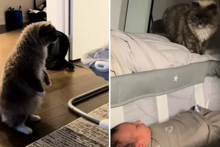 Реакция кошки на появление дома ребенка, первенец, дети, курьезы, США, приколы, смешные истории, тренды TikTok