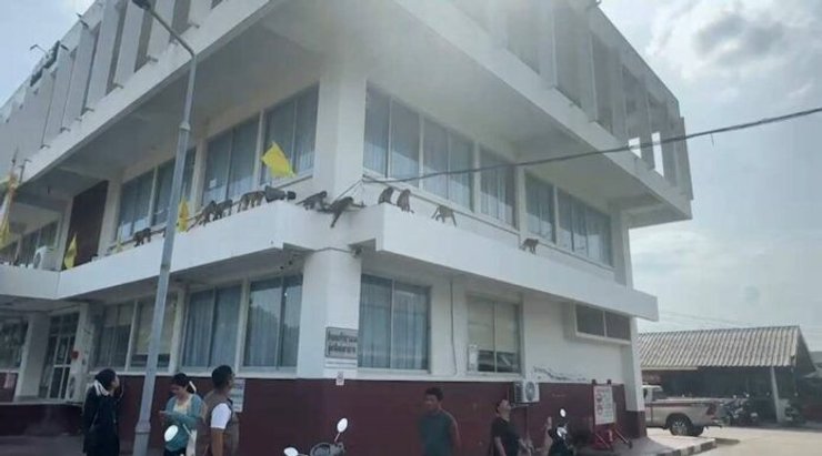 Обезьяны сбежали из приюта в Таиланде, захват отделения полиции, курьезы, фото, животные, стая приматов