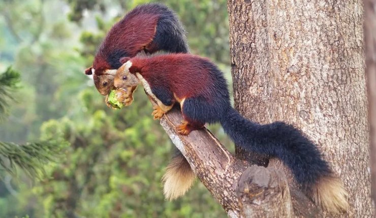 гигантская белка радужная