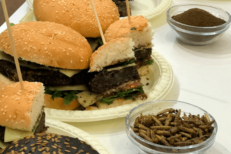 альтернативное мясо, мясо из личинок, личинки черной львинки, растительное мясо