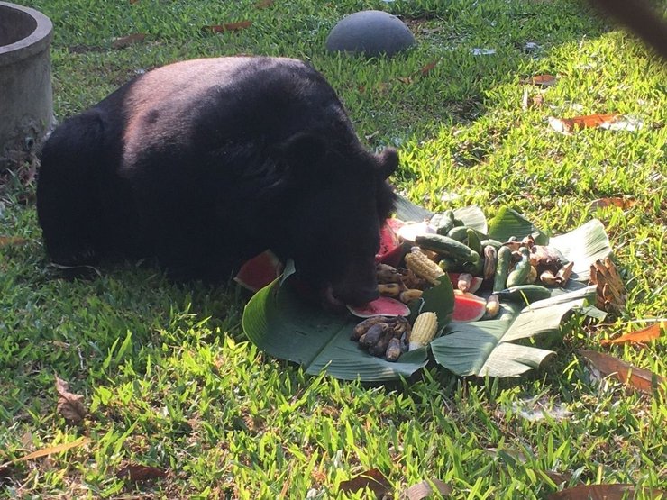 Медведь в зоопарке Таиланда