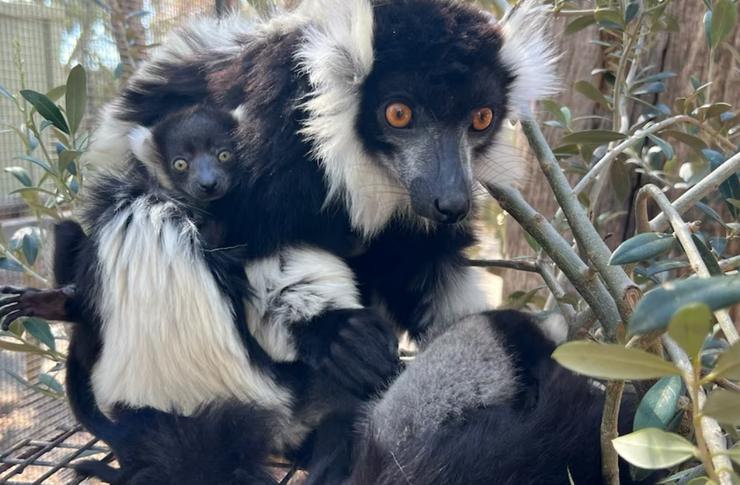 Лемуры на грани вымирания, рождение, животные, зоопарк, курьезы, Австралия, фото