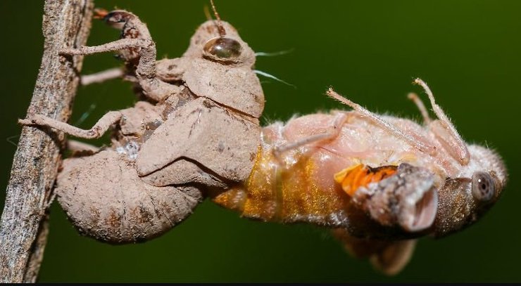 размножение цикад