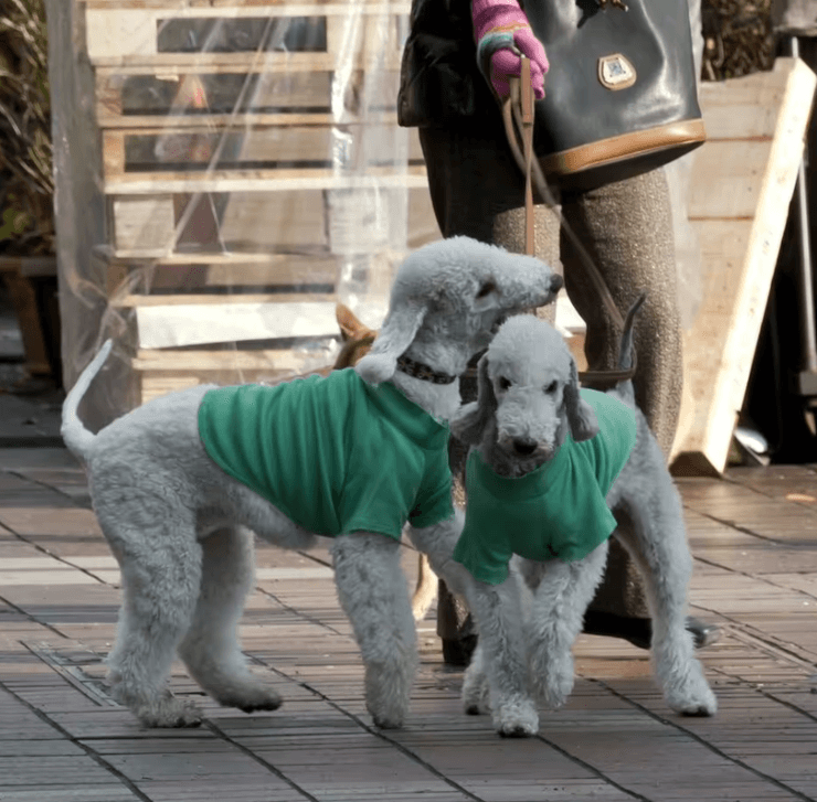 Бедлингтон-терьер