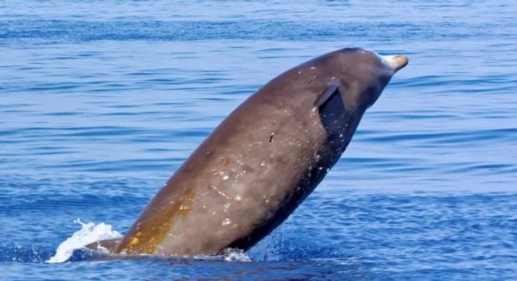 клюворыл, кит, морское млекопитающее