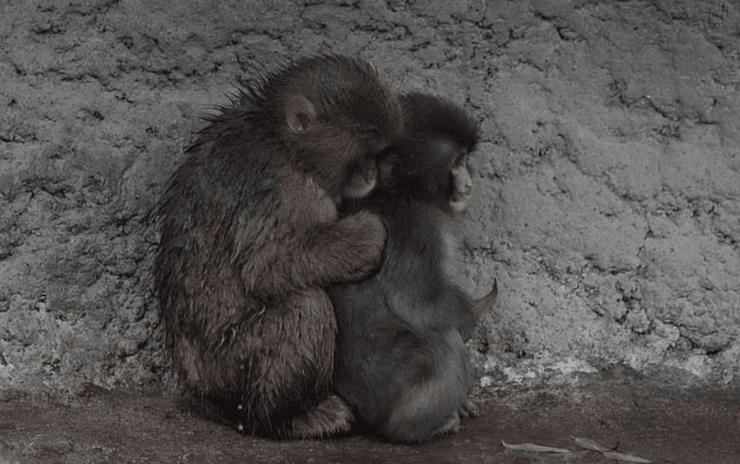 Панч знайшов друга