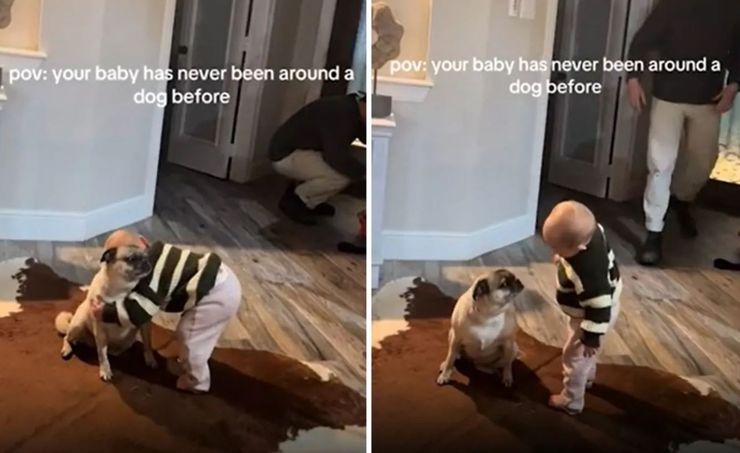 Смешная реакция собаки на малыша, видео стало очень популярным в социальных сетях, дети, смешные истории