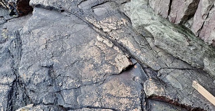 самый старый лес на Земле