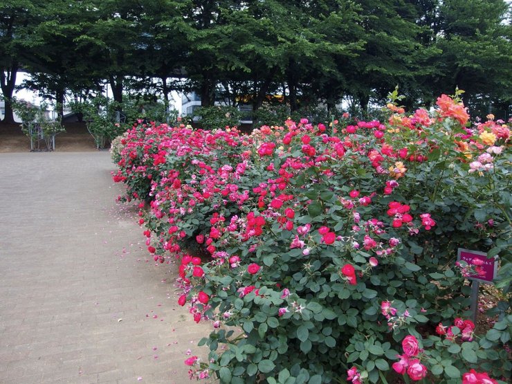 розы, парк, япония