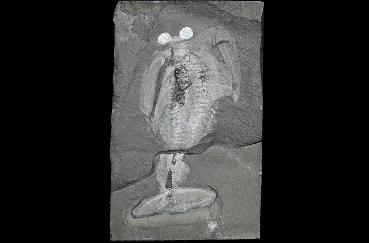 членистоногие окаменелость