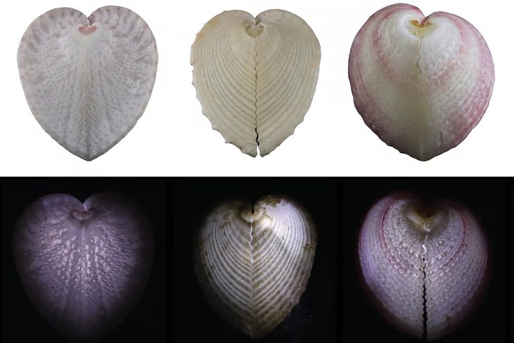 моллюск, моллюск раковина, моллюск сердечко