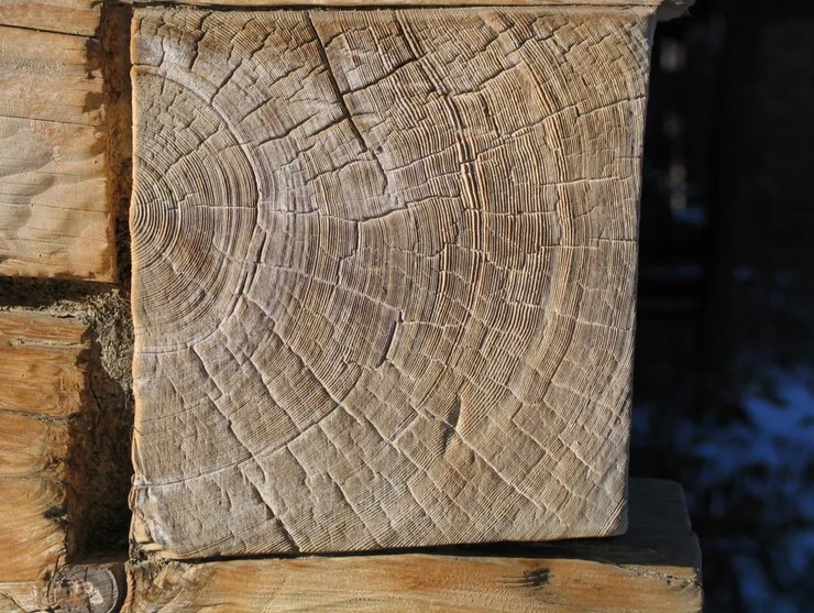 деревья годичные кольца