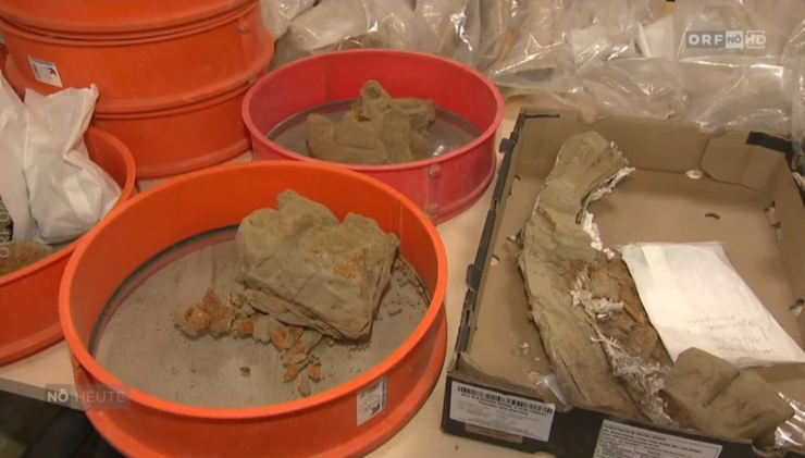 Останки мамонта, Австрия, находки, раскопки, винный погреб, археология, раскопки, гиганты Ледникового периода, фото, винодел