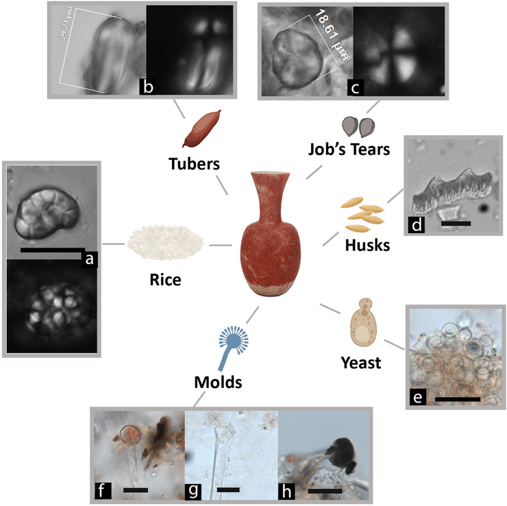 керамика, горшок, снимок, микрофоссилии