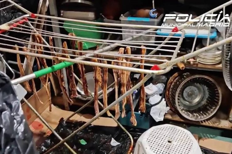 китайский ресторан, голуби, ели голубей, утка по пекински, мадрид