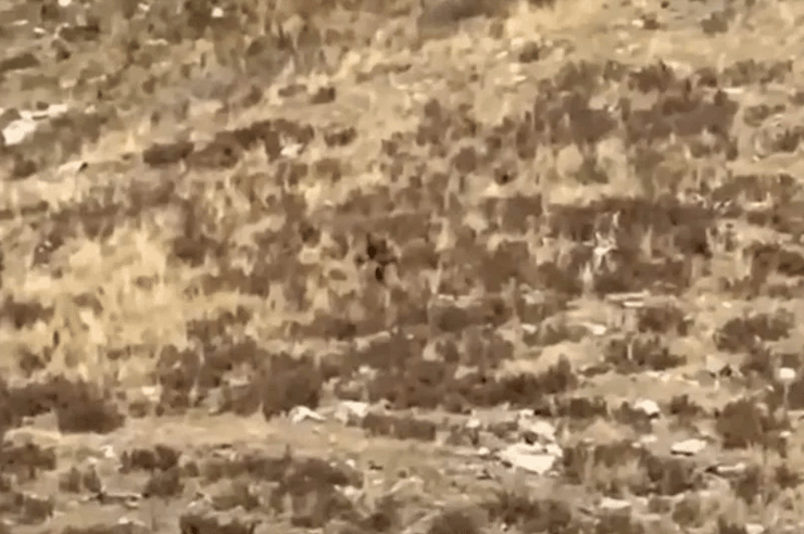 Бигфут, США, Колорадо, монстр