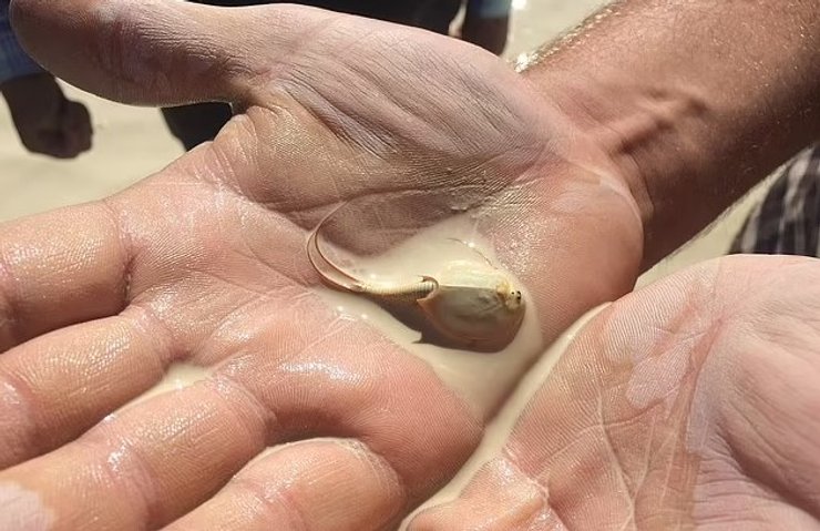 древняя креветка грязь