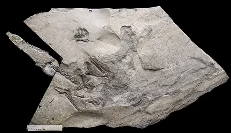 Скам'янілість, птерозавр