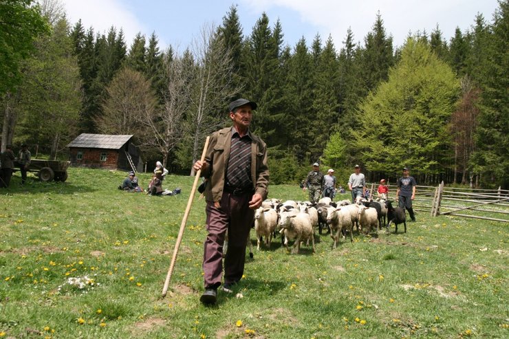 ясиня, карпаты, гуцул, верховина