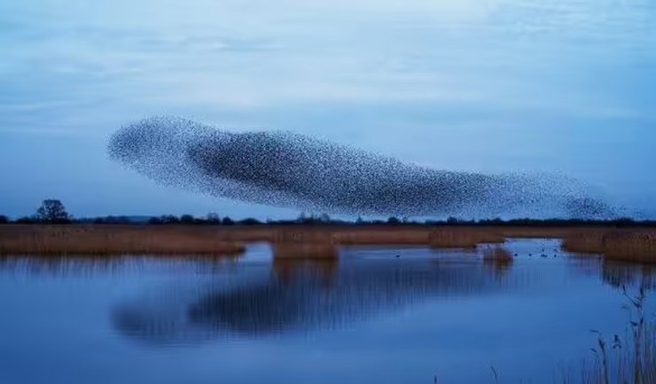 скворцы мурмурация