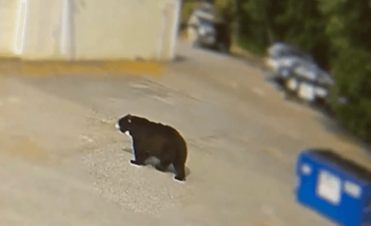 Медведь, дикое животное, нападение медведя, медведь в пекарне, съел 60 кексов