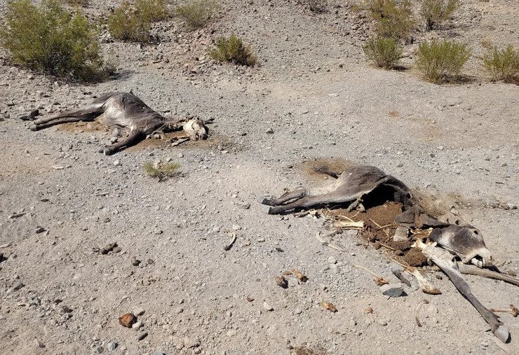 ослы долина смерти