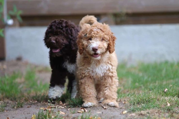 кокапу собаки