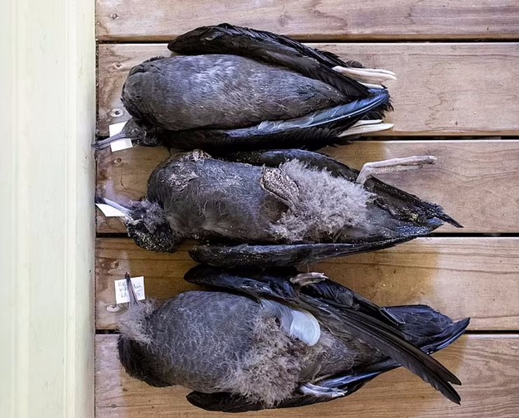 шпаки пластик