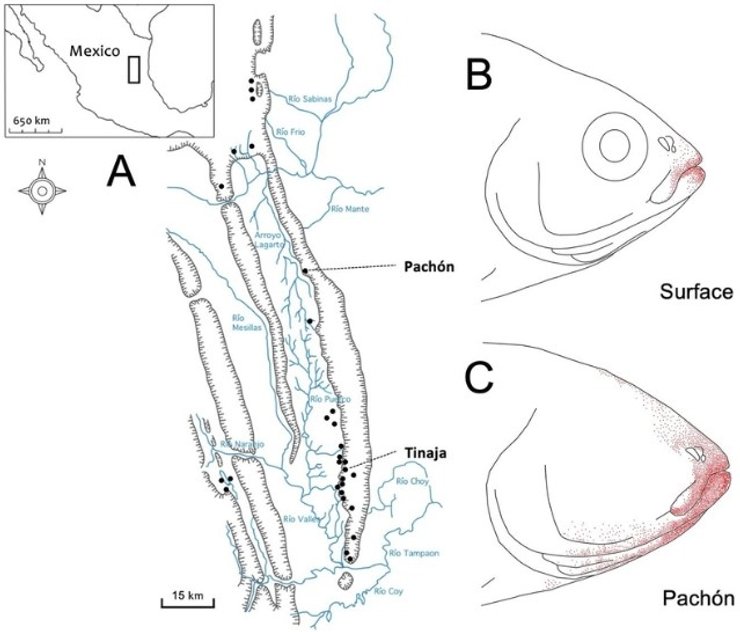 слепые рыбы рецепторы