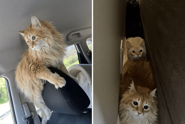 Кошка смотрит в окно, кошка, коты, животные, домашние животные, переезд с животными, реальный мир, реакция кошки, соцсети