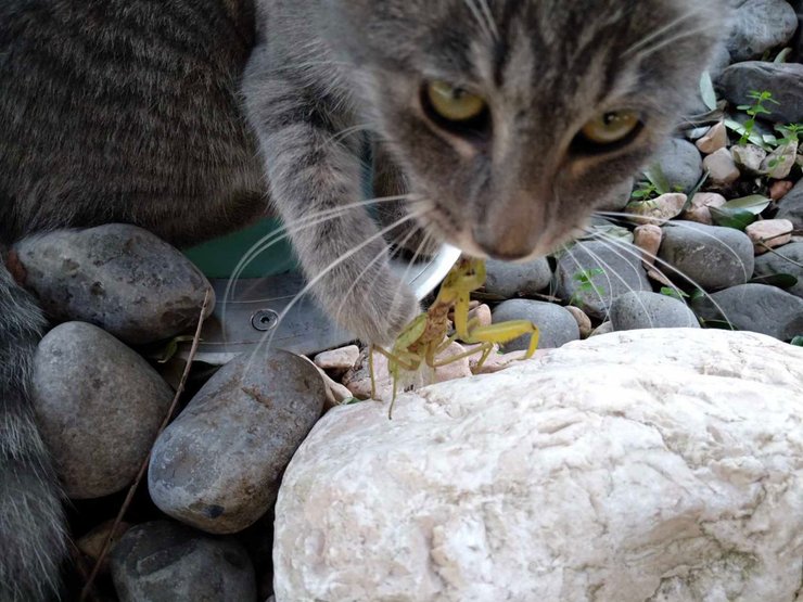 богомол кошка