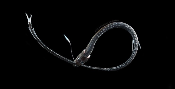 рыба невидимка