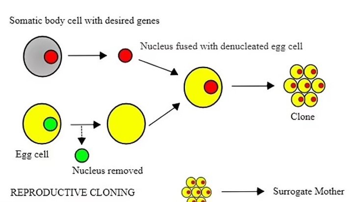 технология клонирования