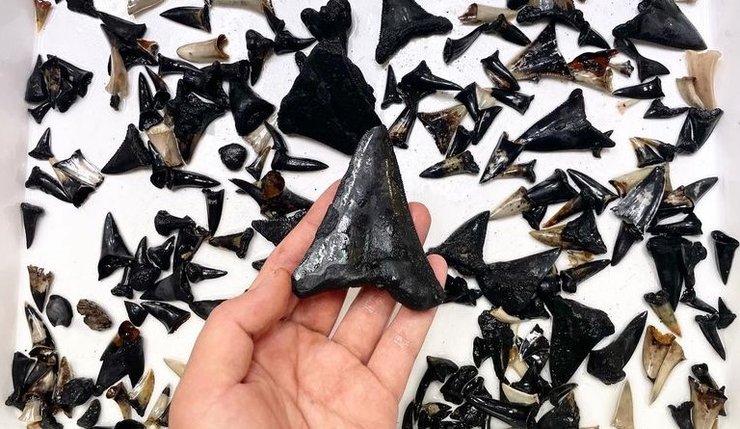 зуб мегалодон